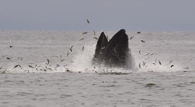 Humpbacks gorged themselves on Bunker this season!